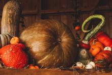 zucca